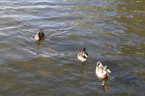 Serenity On Narrabeen Beach - 1Bdr Beachside Retreat - Accommodation Brunswick Heads 15