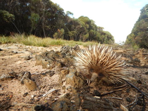 Kangaroo Island Wilderness Retreat - Accommodation Brunswick Heads 20
