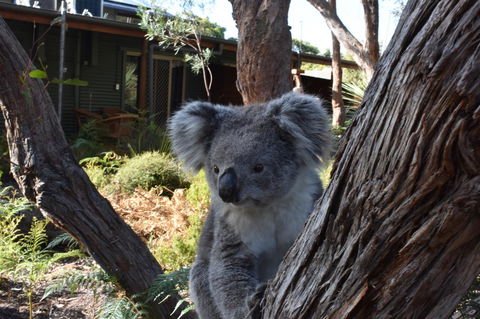 Kangaroo Island Wilderness Retreat - Accommodation Brunswick Heads 6