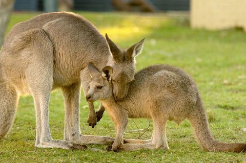 BIG4 Tasman Holiday Parks - Racecourse Beach - Accommodation Brunswick Heads 39