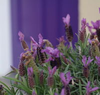 The Purple Door on Seaview - Accommodation Brunswick Heads
