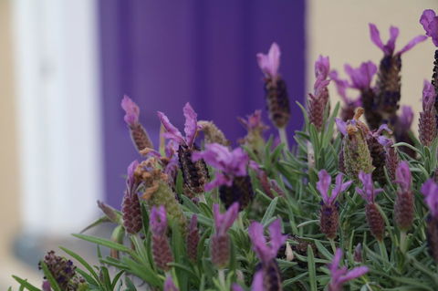The Purple Door On Seaview - Accommodation Brunswick Heads 0
