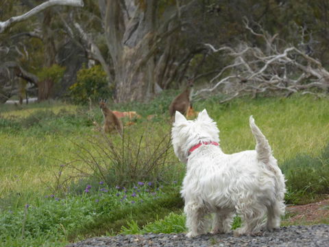 Molly's Chase - Accommodation Brunswick Heads 27