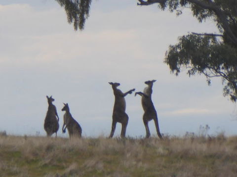 Molly's Chase - Accommodation Brunswick Heads 23