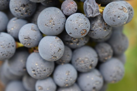 A Coonawarra Experience - Accommodation Brunswick Heads 23