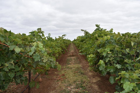 A Coonawarra Experience - Accommodation Brunswick Heads 25