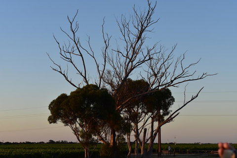 A Coonawarra Experience - Accommodation Brunswick Heads 24