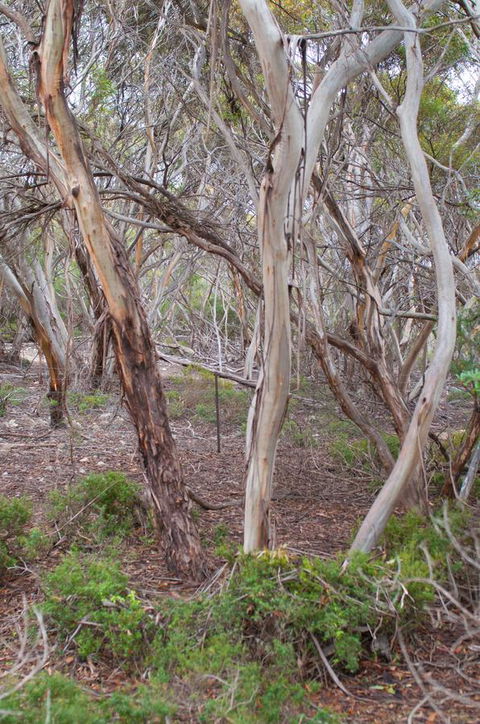 Kestrel Downs - Accommodation Brunswick Heads 19