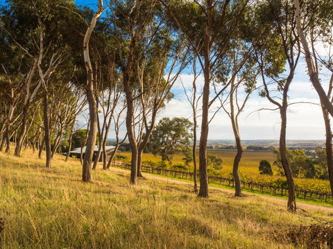 Shadow Creek McLaren Vale - Accommodation Brunswick Heads 5