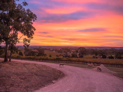 Shadow Creek McLaren Vale - Accommodation Brunswick Heads 24