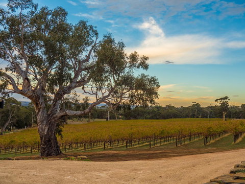 Shadow Creek McLaren Vale - Accommodation Brunswick Heads 23