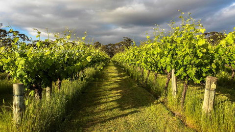 Shadow Creek McLaren Vale - Accommodation Brunswick Heads 20