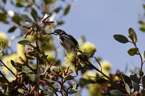 Cape Jervis Holiday Units - Accommodation Brunswick Heads 9