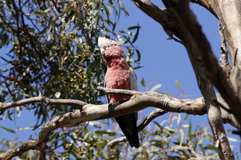 Cape Jervis Holiday Units - Accommodation Brunswick Heads 5