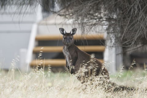 Sea Dragon Kangaroo Island - Accommodation Brunswick Heads 12