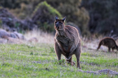 Sea Dragon Kangaroo Island - Accommodation Brunswick Heads 26