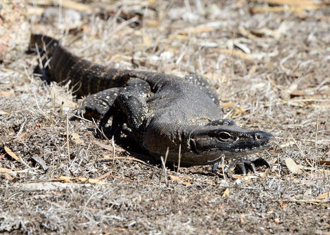 Sea Dragon Kangaroo Island - Accommodation Brunswick Heads 24