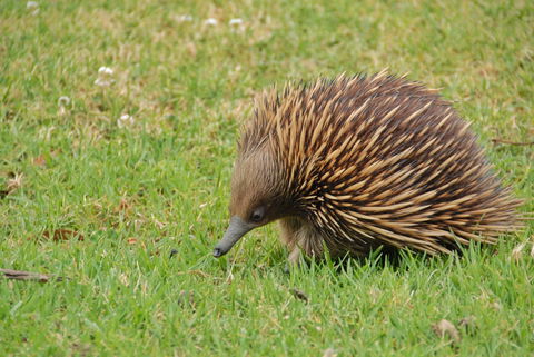 SkyView Villa - Accommodation Brunswick Heads 26