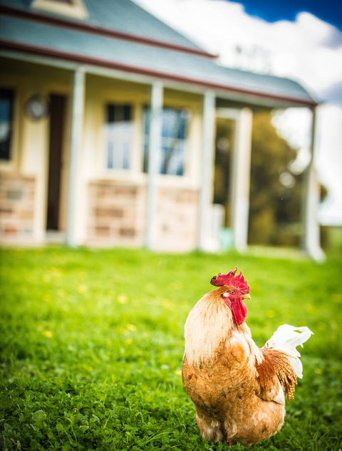 Barossa Vineyard Cottages - Accommodation Brunswick Heads 39