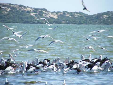 Coorong Waterfront Retreat - Accommodation Brunswick Heads 25