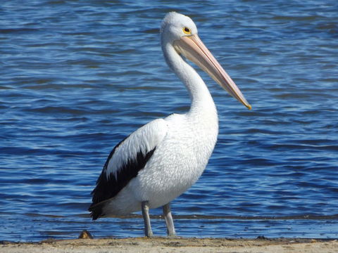 Coorong Waterfront Retreat - Accommodation Brunswick Heads 29