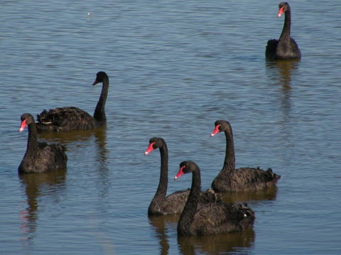 Coorong Waterfront Retreat - Accommodation Brunswick Heads 26