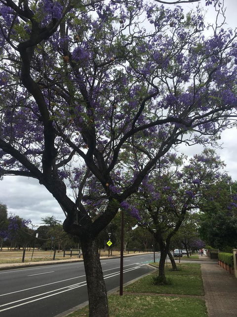 Adelaide Style Accommodation-Close To City-North Adelaide-3 Bdrm- FREE Parking - Accommodation Brunswick Heads 34