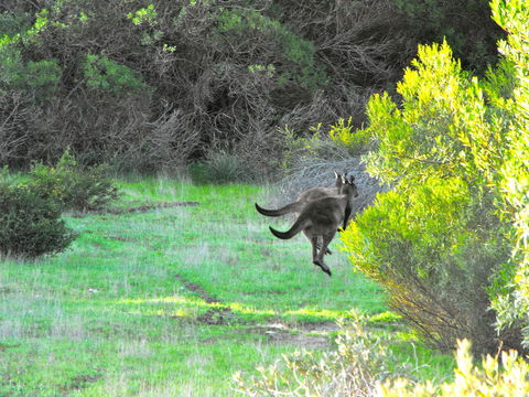 A Dune Escape - Accommodation Brunswick Heads 25