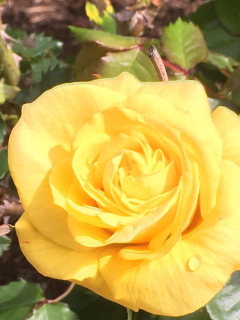 Wine And Roses Bed And Breakfast - Accommodation Brunswick Heads 41