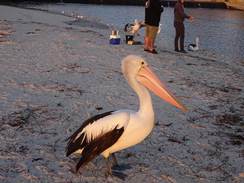 Selene Holiday Apartment @West Beach - Accommodation Brunswick Heads 3