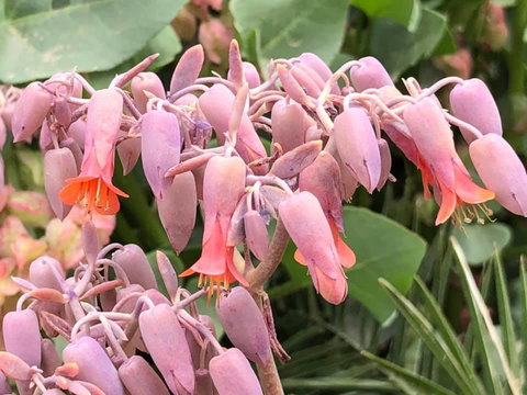 Aussie Opal Diggers Outback Retreat-Undergound - Accommodation Brunswick Heads 27