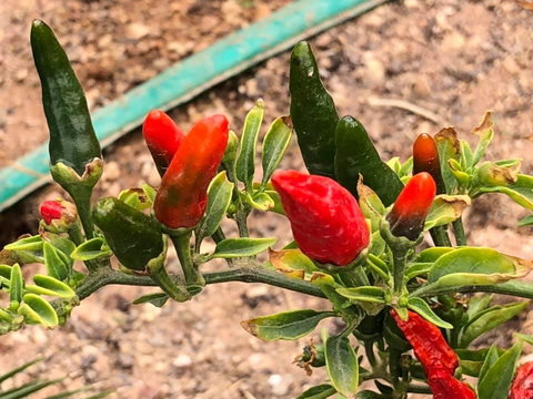 Aussie Opal Diggers Outback Retreat-Undergound - Accommodation Brunswick Heads 25