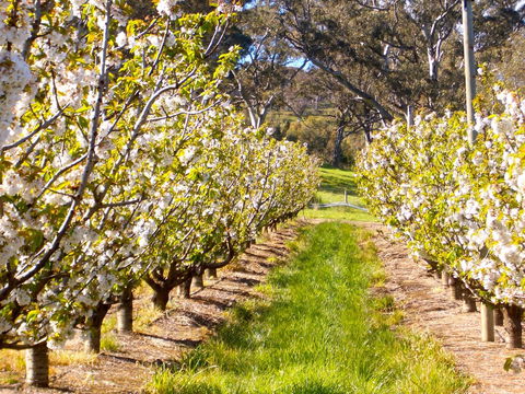 STUDIO ECHUNGA Adelaide Hills - Accommodation Brunswick Heads 18