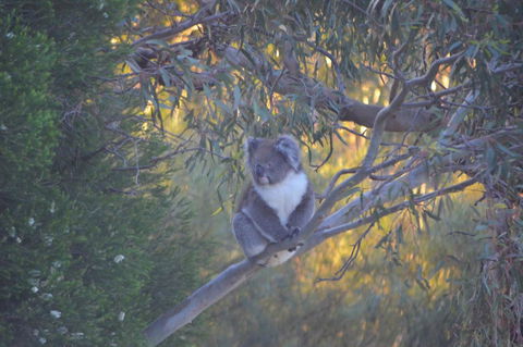 Kingsview Belair, Apartment Grand Views Of Adelaide - Accommodation Brunswick Heads 15