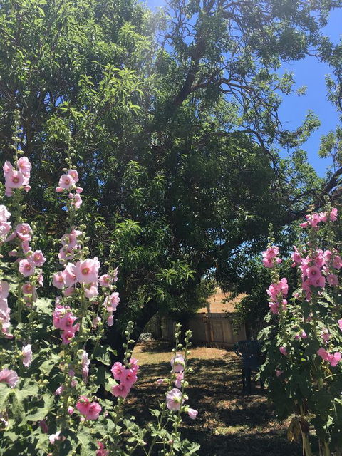 Amy\'s House Bed & Breakfast - Accommodation Brunswick Heads 37