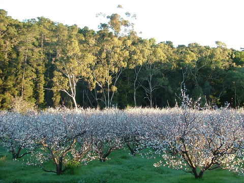 Taralee Orchards - Accommodation Brunswick Heads 5