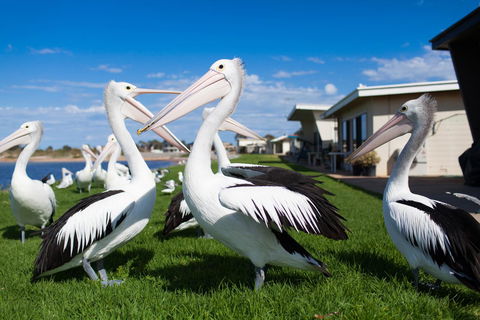 Modra\'s Apartments - Accommodation Brunswick Heads 13