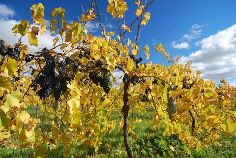 Novotel Barossa Valley Resort - Accommodation Brunswick Heads 10