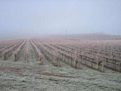 Vineyard Cottage BnB - Accommodation Brunswick Heads 12