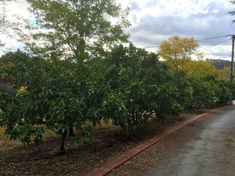 Vineyard Cottage BnB - Accommodation Brunswick Heads 11