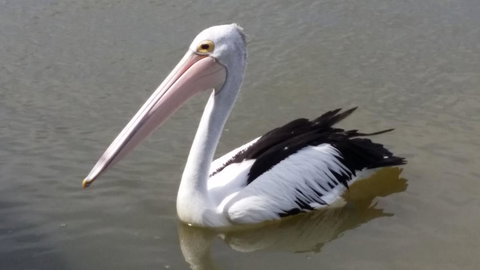PS Federal Retreat Paddle Steamer Goolwa - Accommodation Brunswick Heads 32