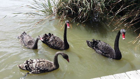 PS Federal Retreat Paddle Steamer Goolwa - Accommodation Brunswick Heads 33