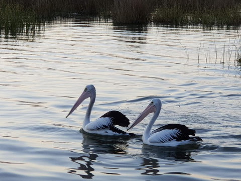 PS Federal Retreat Paddle Steamer Goolwa - Accommodation Brunswick Heads 3