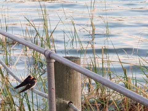 PS Federal Retreat Paddle Steamer Goolwa - Accommodation Brunswick Heads 2