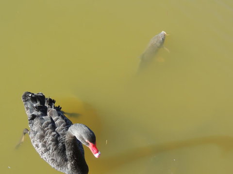 PS Federal Retreat Paddle Steamer Goolwa - Accommodation Brunswick Heads 12