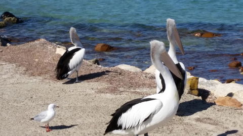 Rosie\'s - Accommodation Brunswick Heads 17
