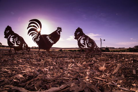 Bukirk Glamping & Fancy Coops - Accommodation Brunswick Heads 34