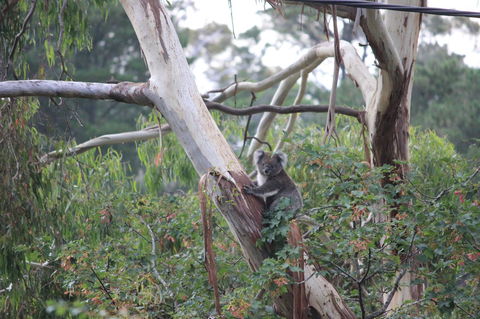 Pirralilla Estate Adelaide Hills - Accommodation Brunswick Heads 24