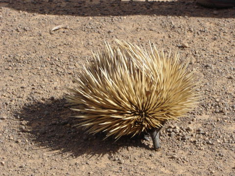 Lantauanan - The Lookout - Accommodation Brunswick Heads 1
