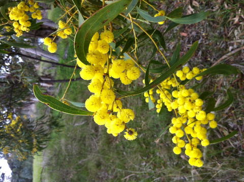 Clare Valley Cabins - Accommodation Brunswick Heads 31